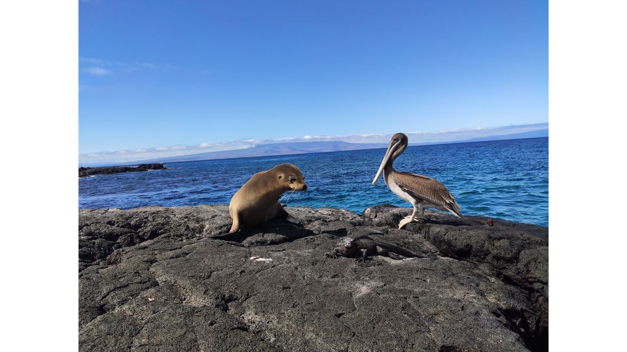 Unforgettable Galapagos: Premium Expedition By Cruise - 5 Days foto 6
