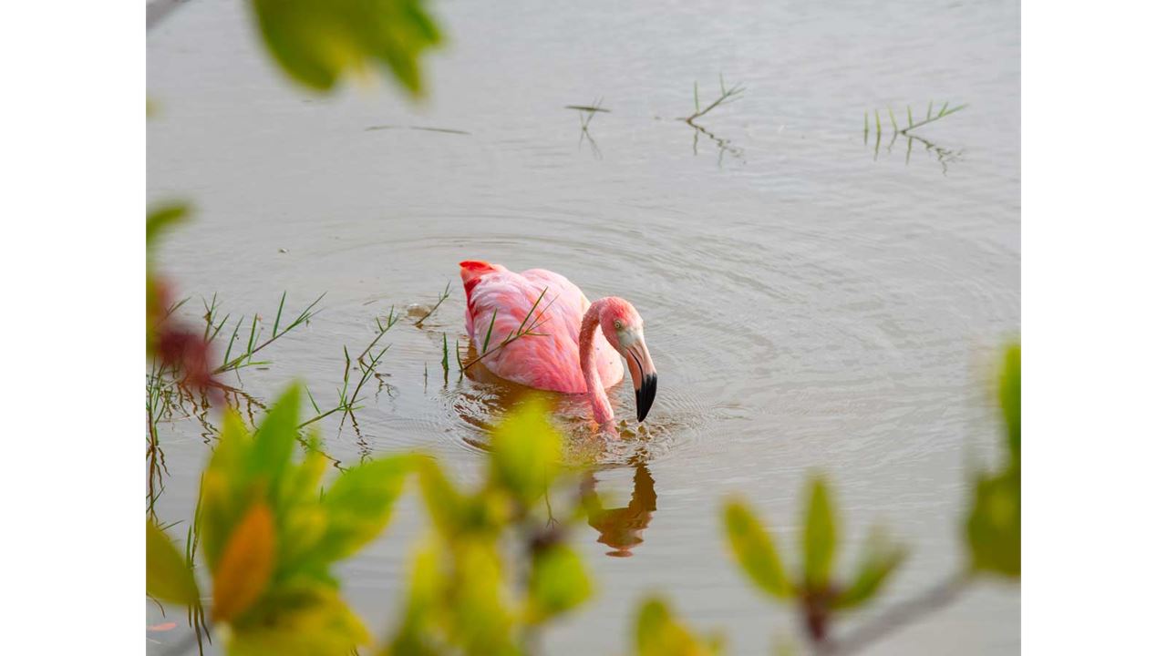 Great Galapagos Expedition: 8 Days Of Wildlife And Nature foto 6