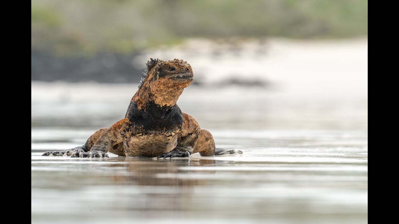 Great Galapagos Expedition: 8 Days Of Wildlife And Nature foto 7
