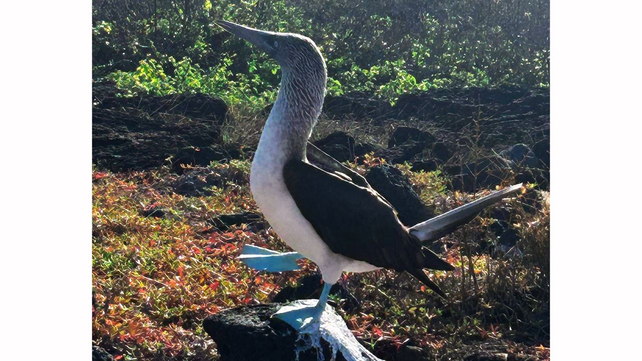Buchtrundfahrt Mit Schnorcheln In Santa Cruz, Galapagos foto 8