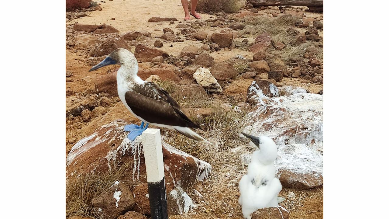 Buchtrundfahrt Mit Schnorcheln In Santa Cruz, Galapagos foto 7