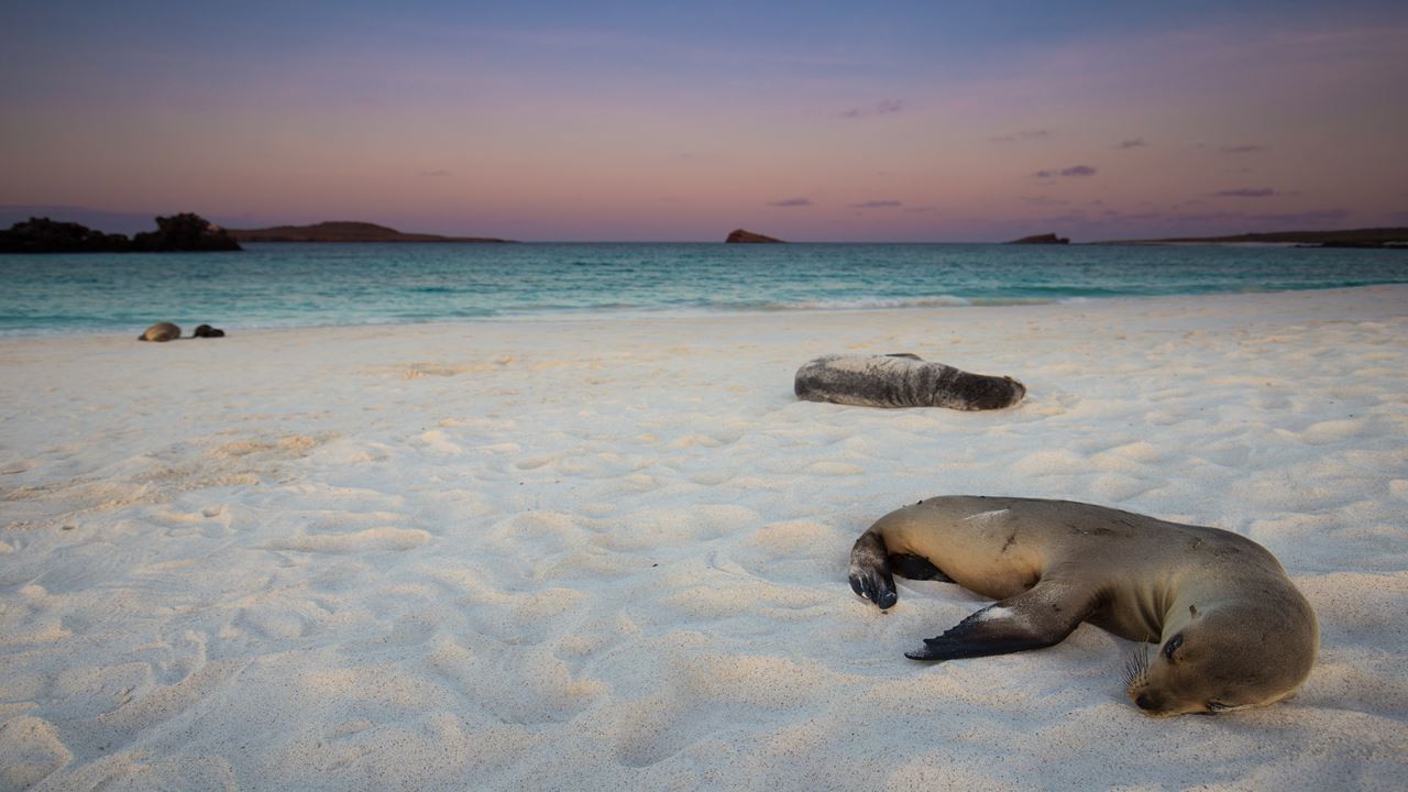 Buchtrundfahrt Mit Schnorcheln In Santa Cruz, Galapagos foto 11