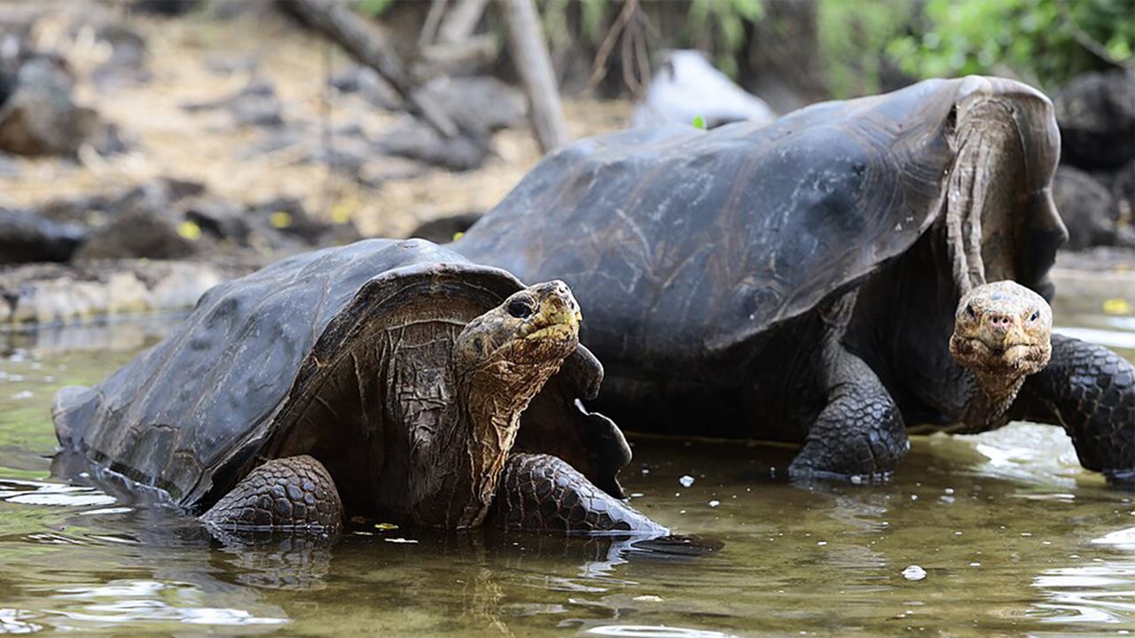 Estación Charles Darwin: El Corazón Científico De Galápagos foto 7