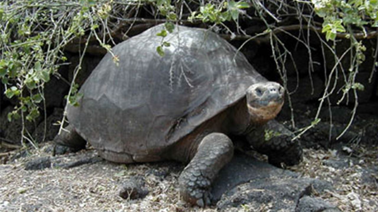 Estación Charles Darwin: El Corazón Científico De Galápagos foto 5