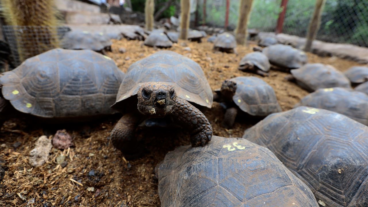 Estación Charles Darwin: El Corazón Científico De Galápagos foto 10