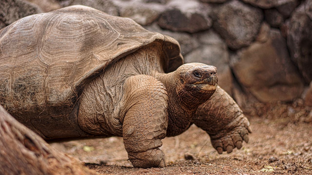 Estación Charles Darwin: El Corazón Científico De Galápagos foto 4