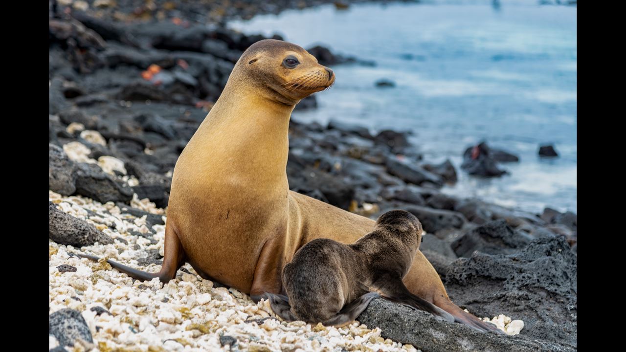 Gran Expedición Galápagos: 8 Días De Fauna Y Naturaleza